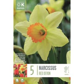 Nartsiss Kapiteyn Red Devon 5 tk