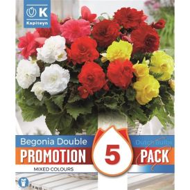 Mugulbegoonia Promotion Double 5 tk