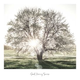 Sisustuspilt Reinders Slimframe Sunbeam Tree 50 x 50 cm