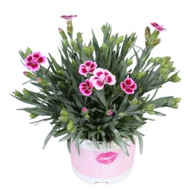 Aednelk Pink Kisses Ø 9 cm