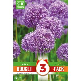 Lauk Kapiteyn Purple Sensation 3 tk