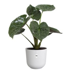 Ümbrispott Elho Jazz Ø 16 cm, vage