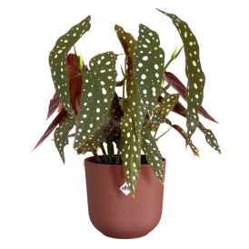 Ümbrispott Elho Jazz Ø 14 cm, punane